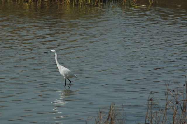 Platalea leucorodia